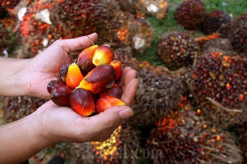 Harga CPO Menguat, Prospek Sawit 2027 Diproyeksi Cerah, Berpeluang Tembus 5.000 Ringgit per Ton