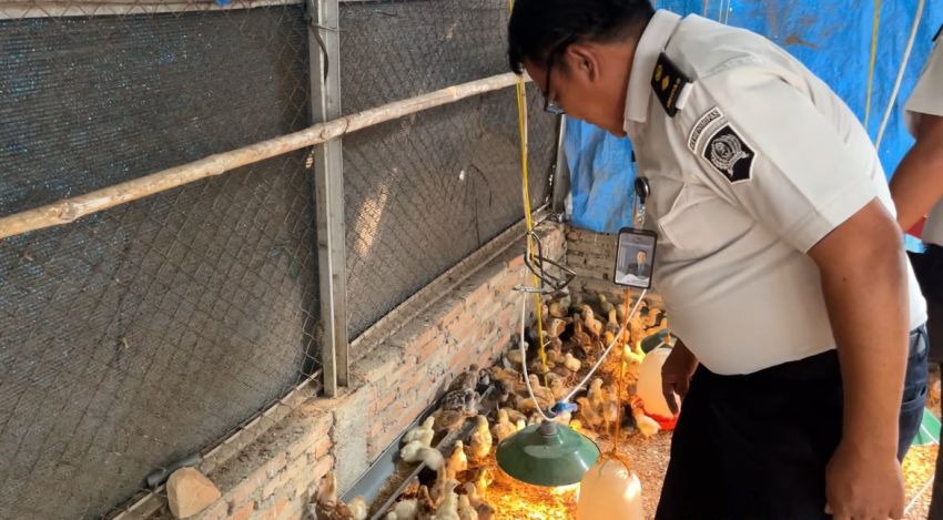 Perkuat Ketahanan Pangan, Lapas Rantauprapat Ternak 250 Bibit Ayam