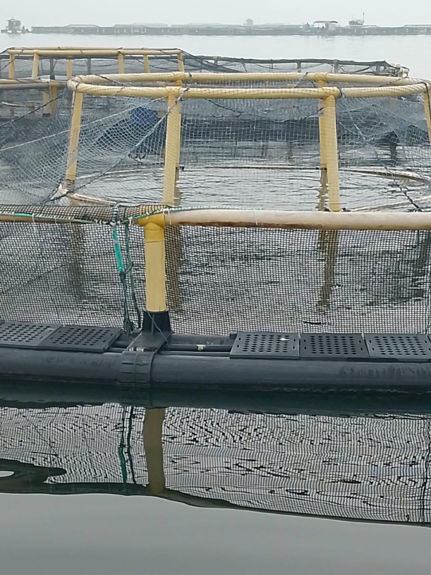 Menteri Lingkungan Hidup Bentuk Tim Audit, Aquafarm dan Perusahaan Lain di Danau Toba Bakal Diperiksa