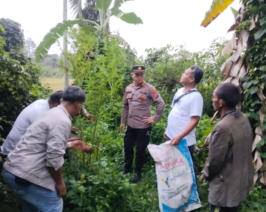 &lrm;Ladang Ganja Ditemukan di Simpang Raya Dasma Simalungun