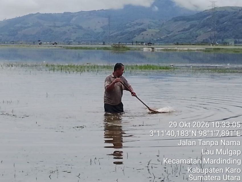 Ratusan Hektar Areal Pertanian di Paya Lahlah Karo Terendam Banjir