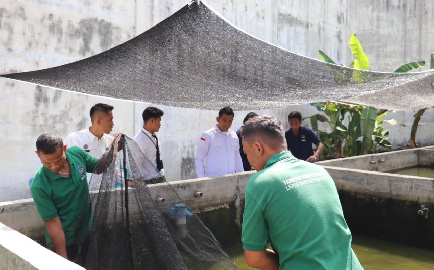 Optimalkan Ketahanan Pangan, Lapas Rantauprapat Sortir Bibit Ikan Lele Hasil Budidaya WBP