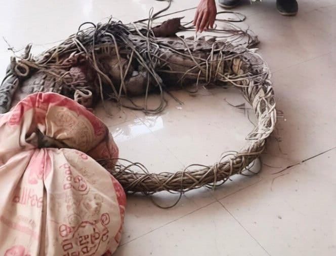 Warga Batubara Terkejut, Buaya Sebesar Orang Dewasa Tersangkut di Jaring Ikan